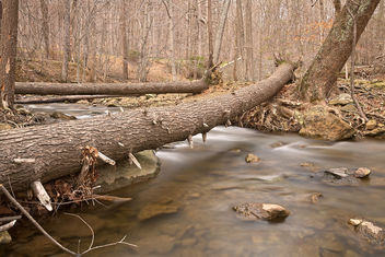 Cunningham Forest Stream - HDR - image gratuit #294893 