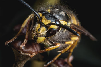 Wasp - Kostenloses image #294993