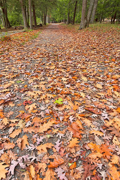 Deep Creek Autumn Path - HDR - Kostenloses image #295113