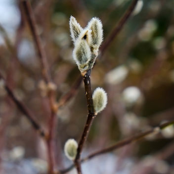 Pussy Willow - image gratuit #295963 