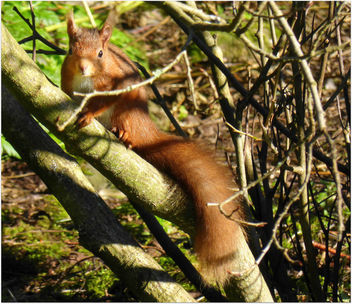 Red Squirrel in Dundee - image #296153 gratis
