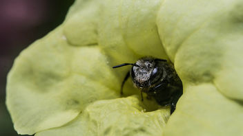 Bee, a wonder of nature - image #296703 gratis