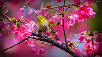 Birds Sing in the Spring - Kostenloses image #296763