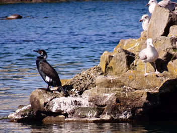 Cormorant at Southport boating lake - бесплатный image #297213