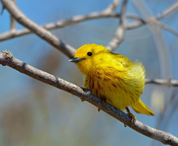 Yellow Warbler Male - image gratuit #298443 