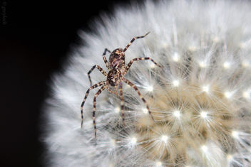 macro spider and dandelion - image gratuit #298493 