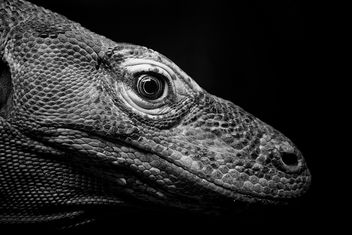 Komodo dragon | Bronx Zoo - image gratuit #298963 