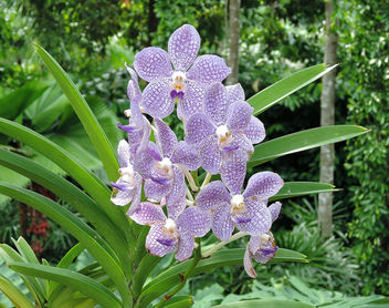 Singapore-National Orchid Garden 1 - image gratuit #299033 