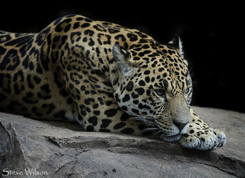 Resting Jaguar - image #299053 gratis