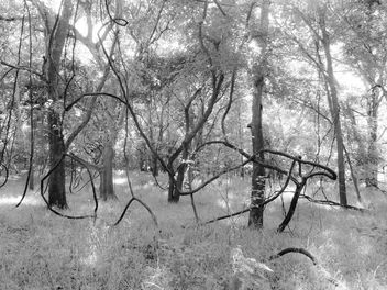 Trees intertwined, McKinney Roughs Nature Preserve, TX - бесплатный image #299263