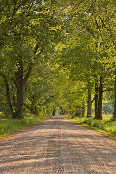 Wye Island Canopy Road - HDR - Kostenloses image #299613