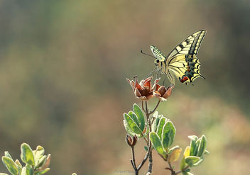 Butterfly - бесплатный image #300163