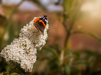 Red Admiral (PS edit) - Kostenloses image #300793