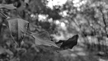 Nature in black and white - image #300993 gratis