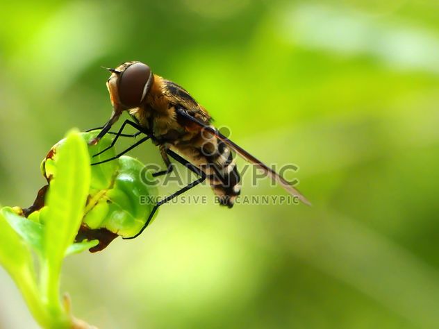 Insect on a plant - Kostenloses image #301413