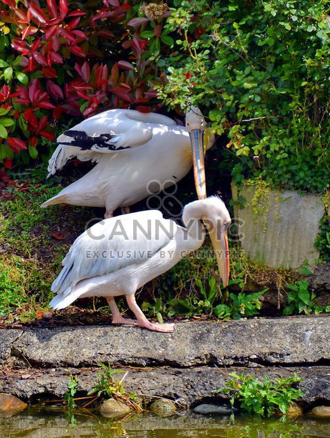 American pelicans rest - image #301623 gratis