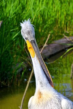 American pelican portrait - image gratuit #301633 