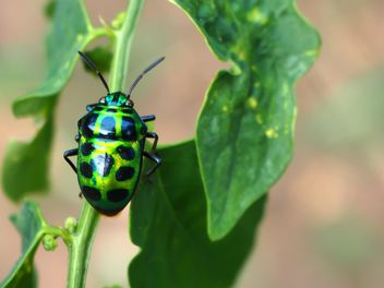 Green bug with black dots - Kostenloses image #301723
