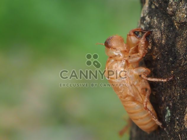 Cicada moulting in the garden - image gratuit #301733 