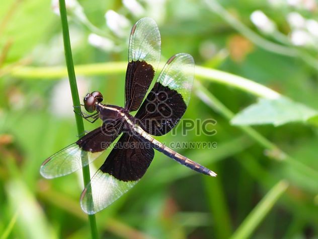 Dragonfly with beautifull wings - бесплатный image #301743