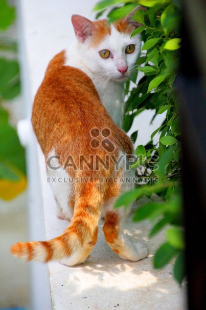 Orange and white cat - image #302343 gratis