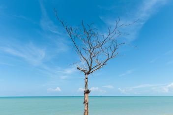 dead tree on the beach - image gratuit #303343 