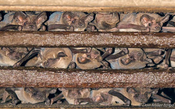 Bats, Bats and more Bats - image #303743 gratis