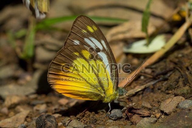 Colored butterfly on ground - Kostenloses image #303773