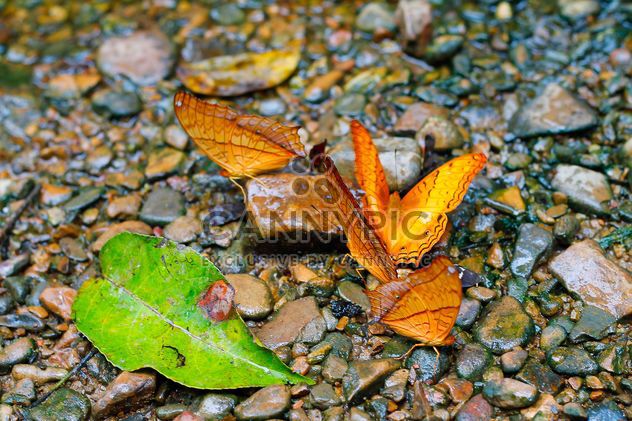 Butterflies feeding on ground - Free image #303783