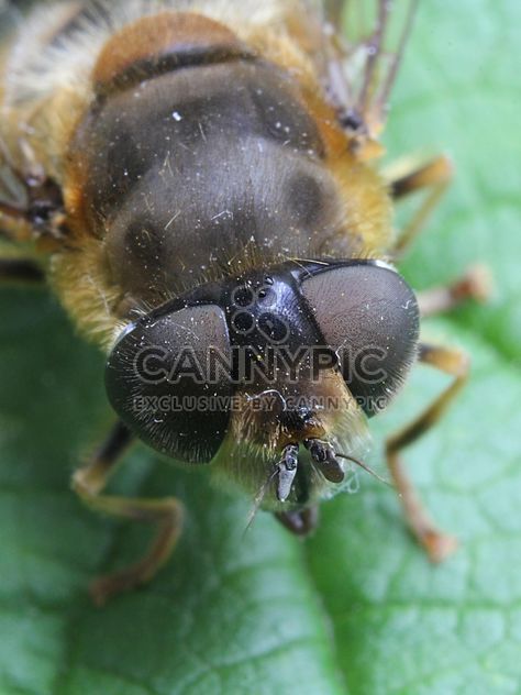 Insect on green leaf - Free image #304353