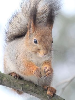 Squirrel on a branch - image gratuit #304503 