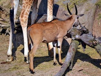 giraffe and antelope in park - бесплатный image #304513
