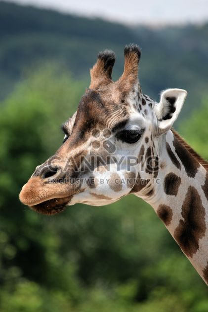 Giraffe portrait - Free image #304553