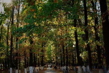Alley in autumn park - Free image #304583