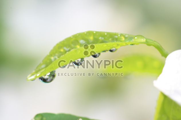 water drop on green leaf - image #304773 gratis