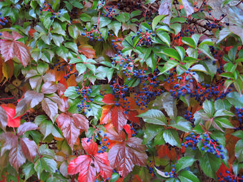 Turkey (Bolu) Autumn leaves together with blue berries - image gratuit #304833 