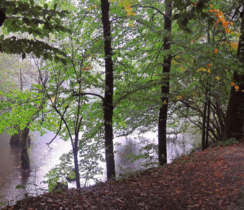 Turkey (Bolu-Seven Lake National Park) Autumn leaves - image #305683 gratis