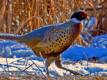 Pheasant Male1 - Free image #306073