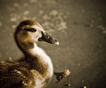 Baby Duck - image gratuit #306153 