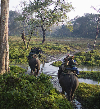 Elephant Ride at Jaldapara Wildlife Sanctuary! - image gratuit #306173 