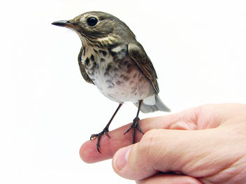 A Bird in the Hand - image gratuit #306193 