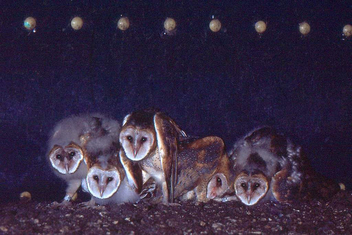Young Barn Owls in Grain Silo Nest (1982) - image gratuit #306203 