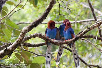 Sri Lanka Blue Magpie - image gratuit #306333 