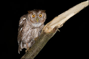 Pacific Screech-Owl - Kostenloses image #306483