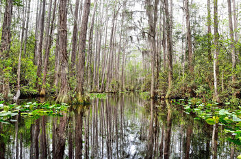 Swamp on the way out. Blackwater. - image #306783 gratis