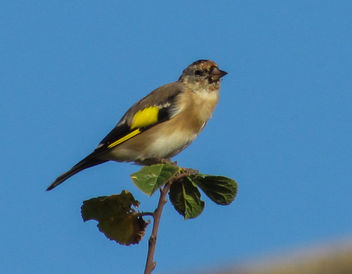 Goldfinch - Free image #306933