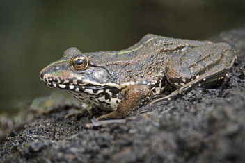 Marsh Frog, Pelophylax ridibundus [Explored 15.07.15] - image #307273 gratis
