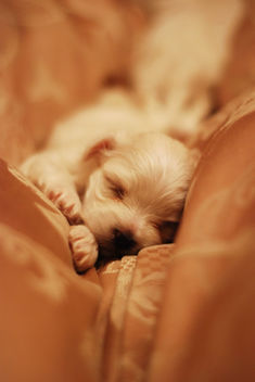 Maltese Puppy 19 days old - Free image #307813