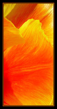 Tulip Fire - Free image #310243