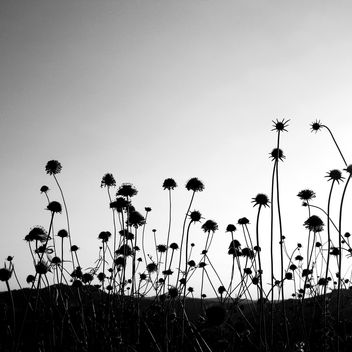 flowers silhouette texture bw - Free image #310973